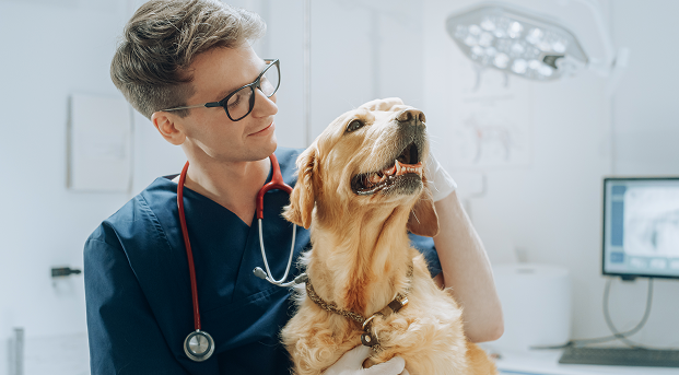 vet with dog